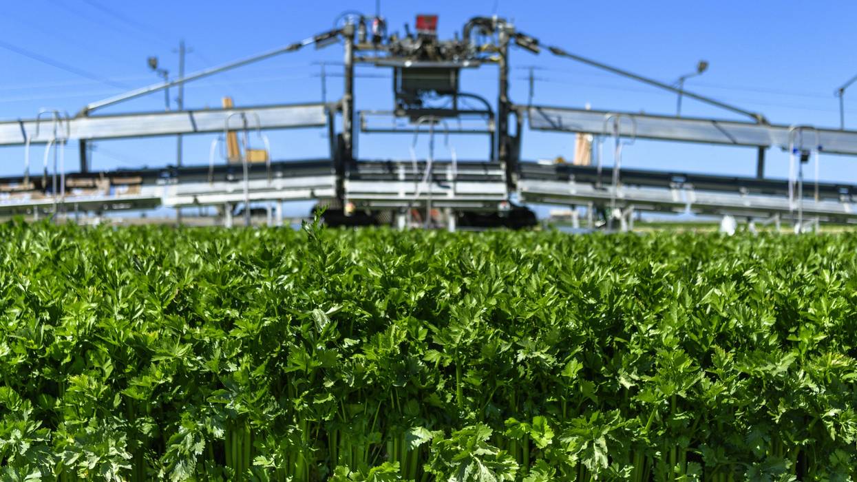 Celery stalks being harvested by machine.