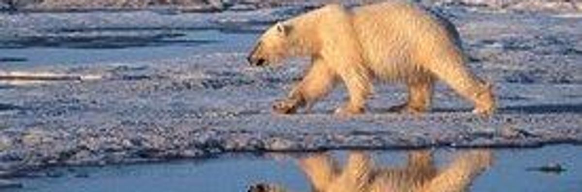 Arctic Scientist Who Exposed Climate Threat to Polar Bear Is Suspended