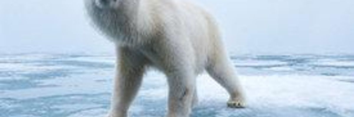 Polar Bear Science Row Heats Up with US Agency Exposed for Missed Oil Royalties