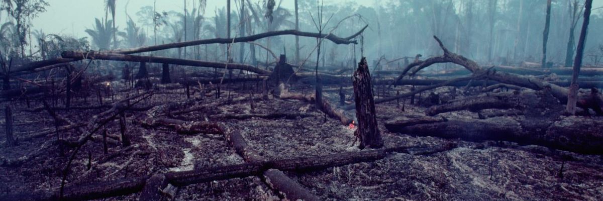 Charred remains of trees lie the Brazilian rainforest between Ariquemes and Porto Velho, Brazil.