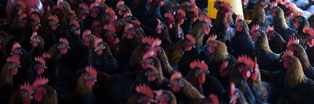 Chickens are seen in their enclosure at a poultry farm