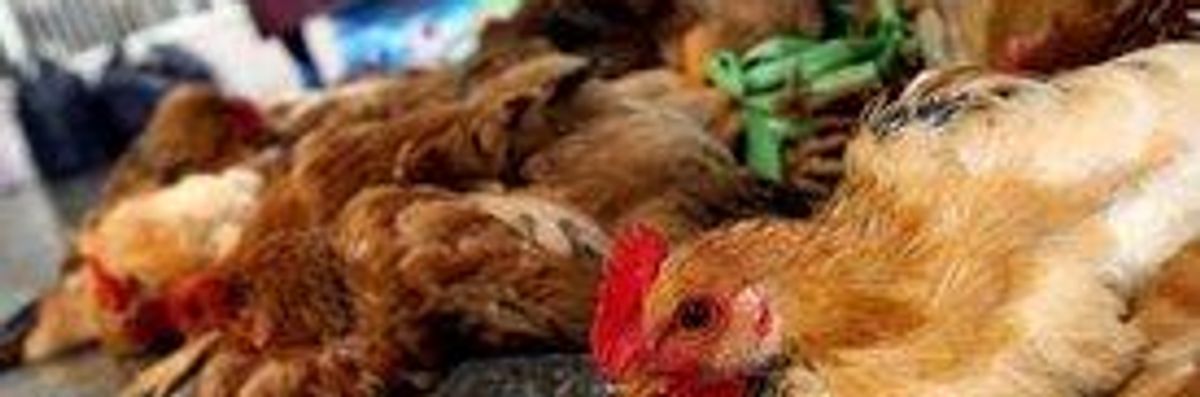 Poultry Markets Shuttered as Fear of Bird Flu Spreads in China