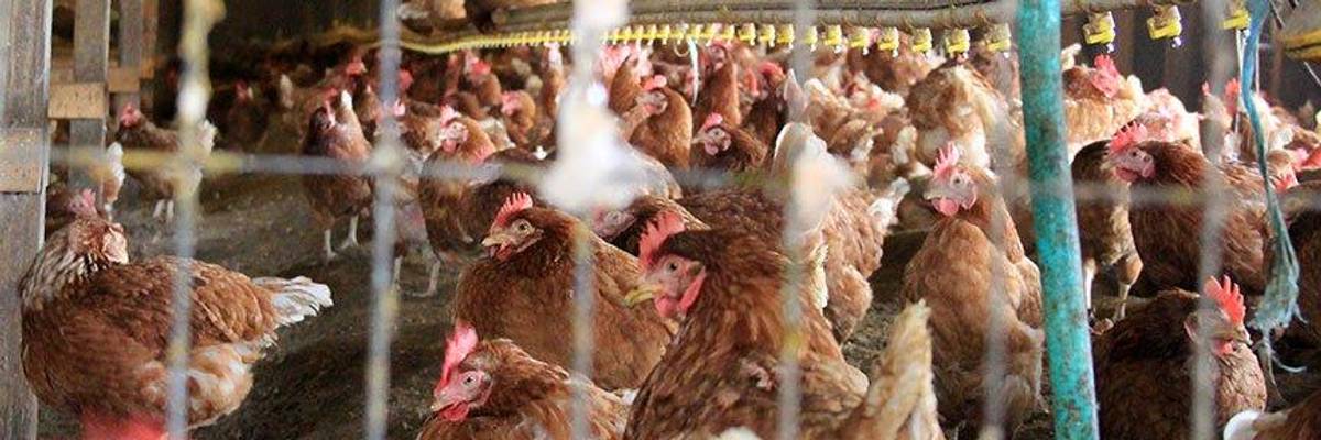 Chickens in a factory farm.