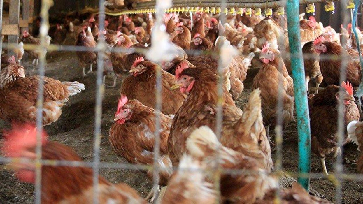 Chickens in a factory farm.