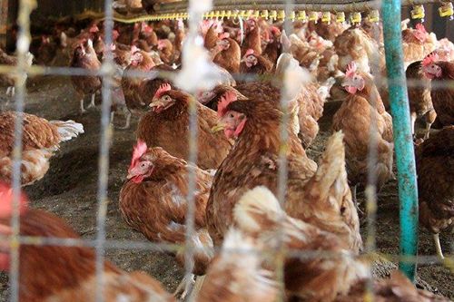 Chickens in a factory farm.