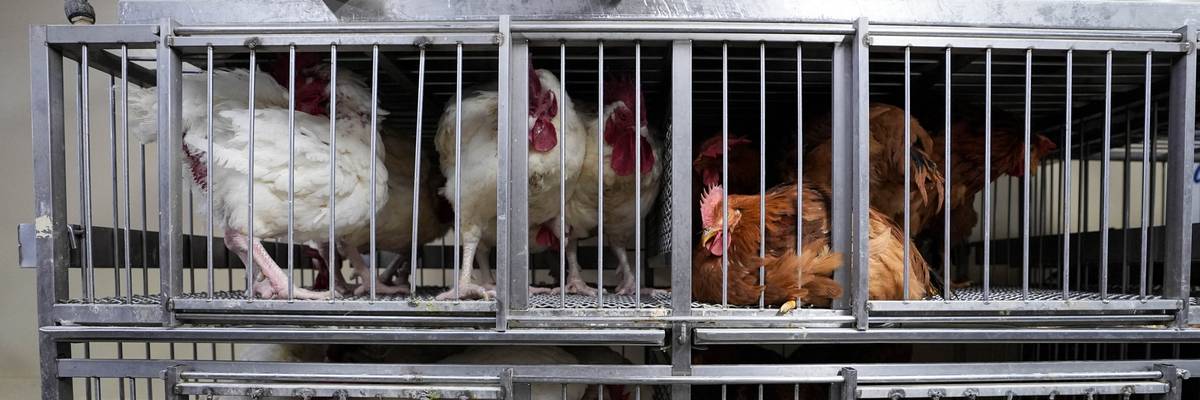 Chickens in cages at poultry market.