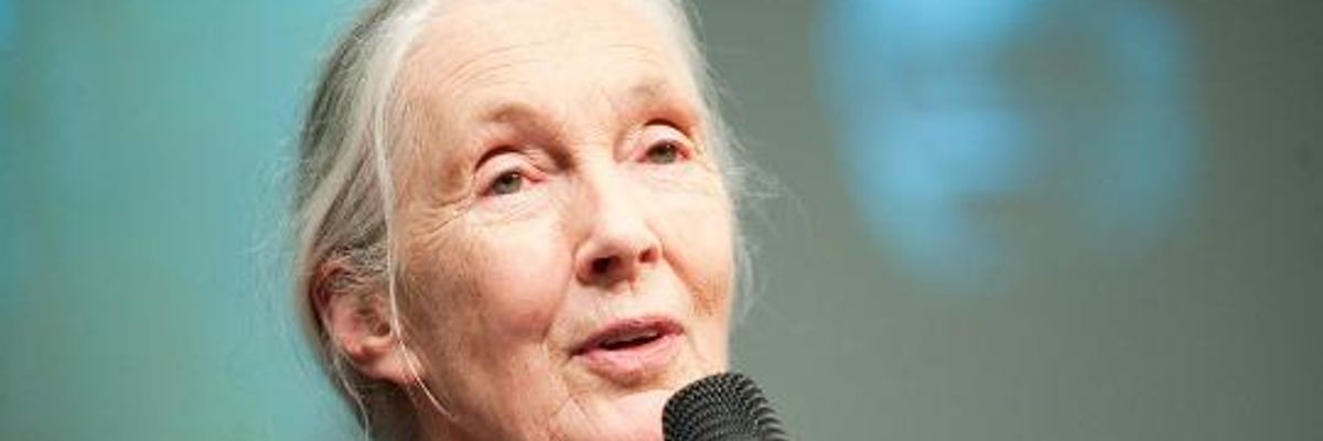 Jane Goodall:  Governments Must Challenge Fossil Fuel Corporations