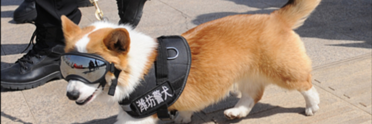 China’s first corgi police dog, Fu Zai, at work.
