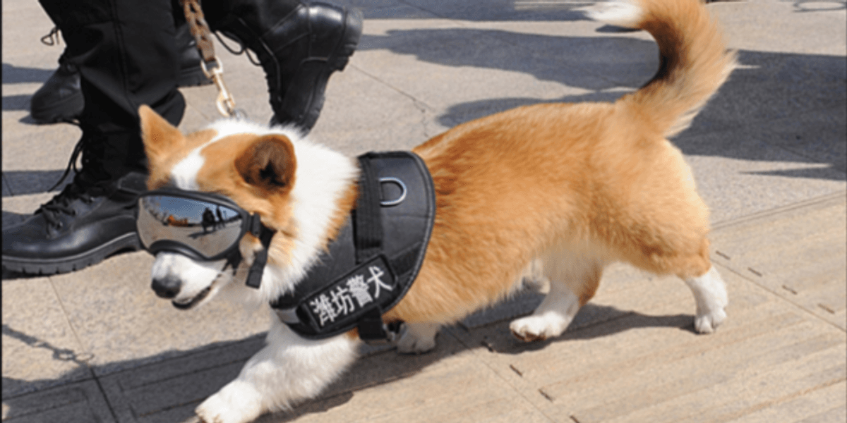 Further | Send In the Attack Corgis: The Good, The Bad and The Winsome ...