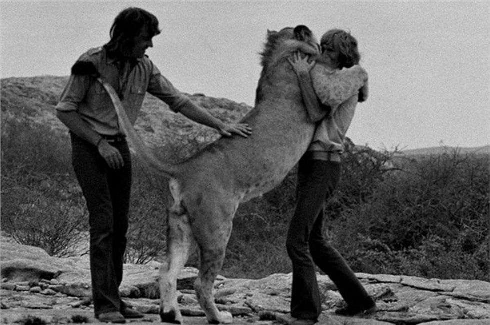 Christian the lion hugs Bourke and Rendall when they return to Kenya to visit him. r 