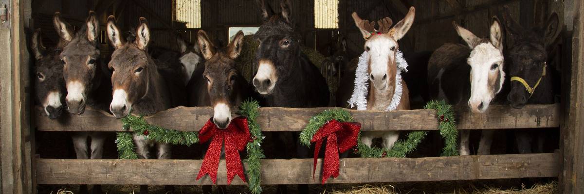 Christmas Donkeys.