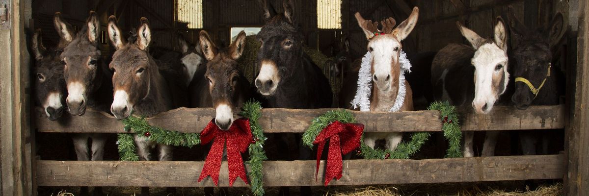 Christmas Donkeys.