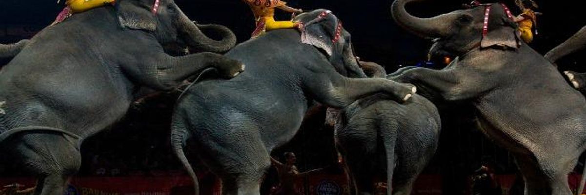 Ringling Bros. Circus 'Finally Bows to Public Opinion,' to End Run in May