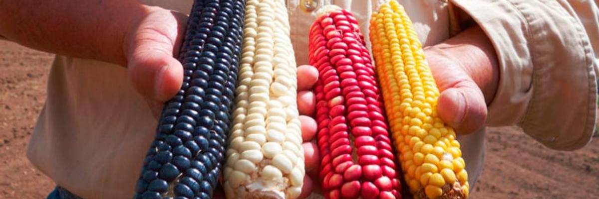 A New Bill Could Help Protect the Sacred Seeds of Indigenous People