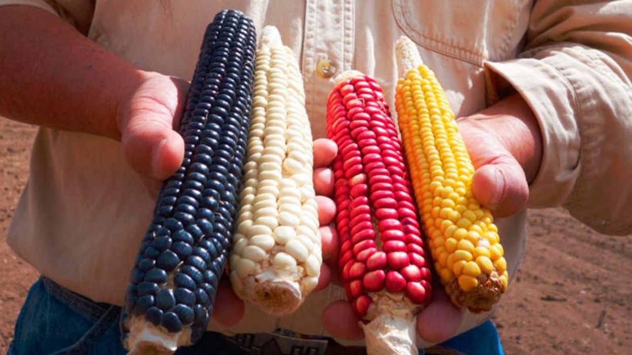 A New Bill Could Help Protect the Sacred Seeds of Indigenous People