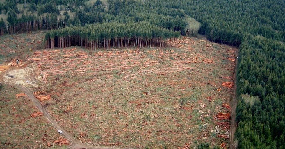 Clearcut forest. Photo: Sam Beebe (CC BY 2.0)