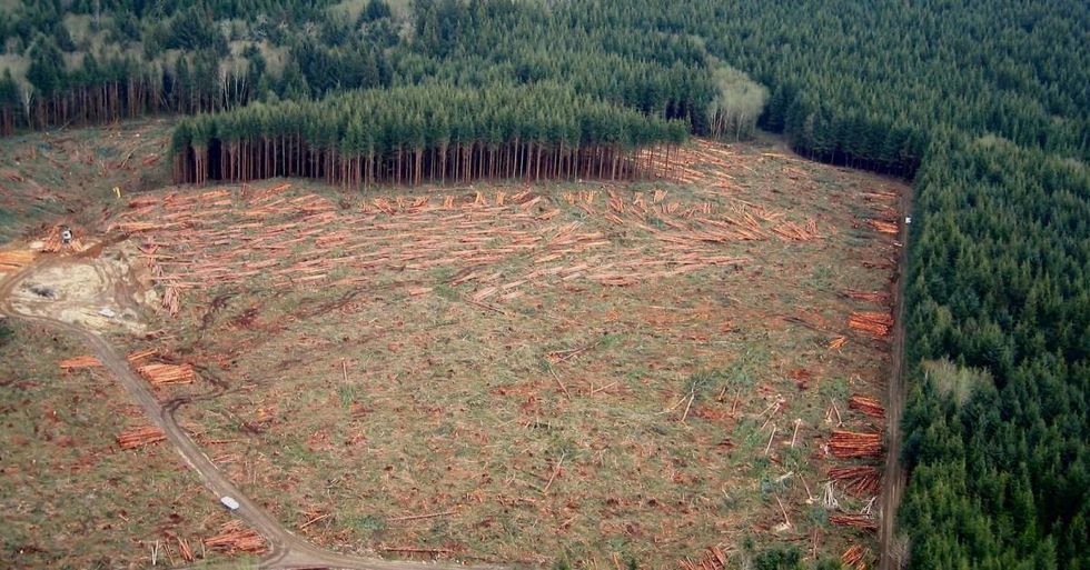 Clearcut forest. Photo: Sam Beebe (CC BY 2.0)