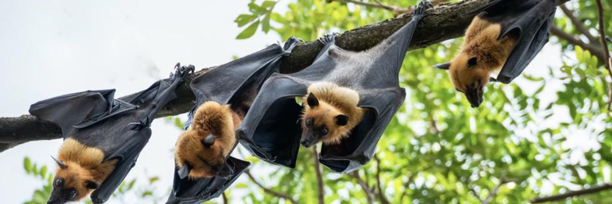 As Covid-19 Crisis Continues, UNEP and Global Partners Release 10-Point Plan to Prevent the Next Pandemic