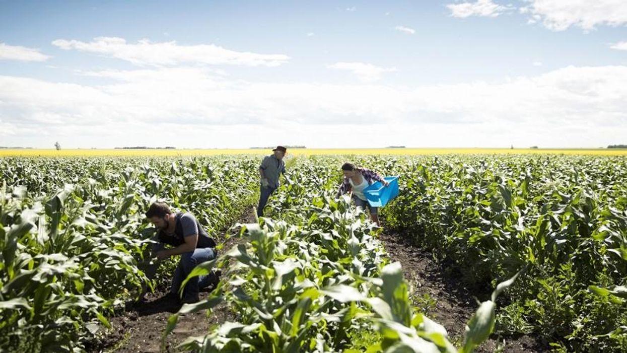 After Trump's Payouts Are Gone, What Happens to Farmers?