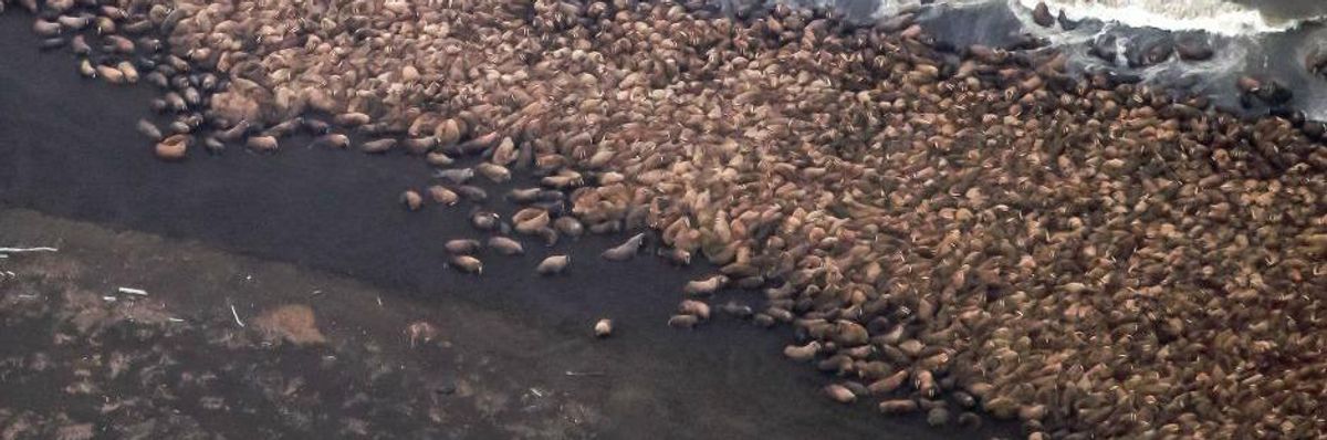 Close-up of an estimated 35,000 walrus haulout on a barrier island near Pt. Lay on September 27, 2014