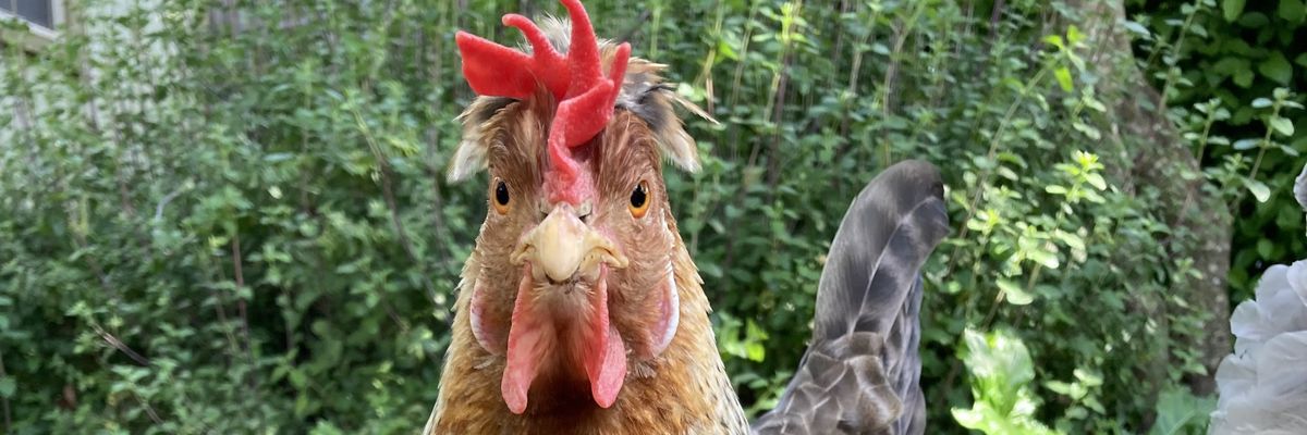 Close up of hen looking a camera.