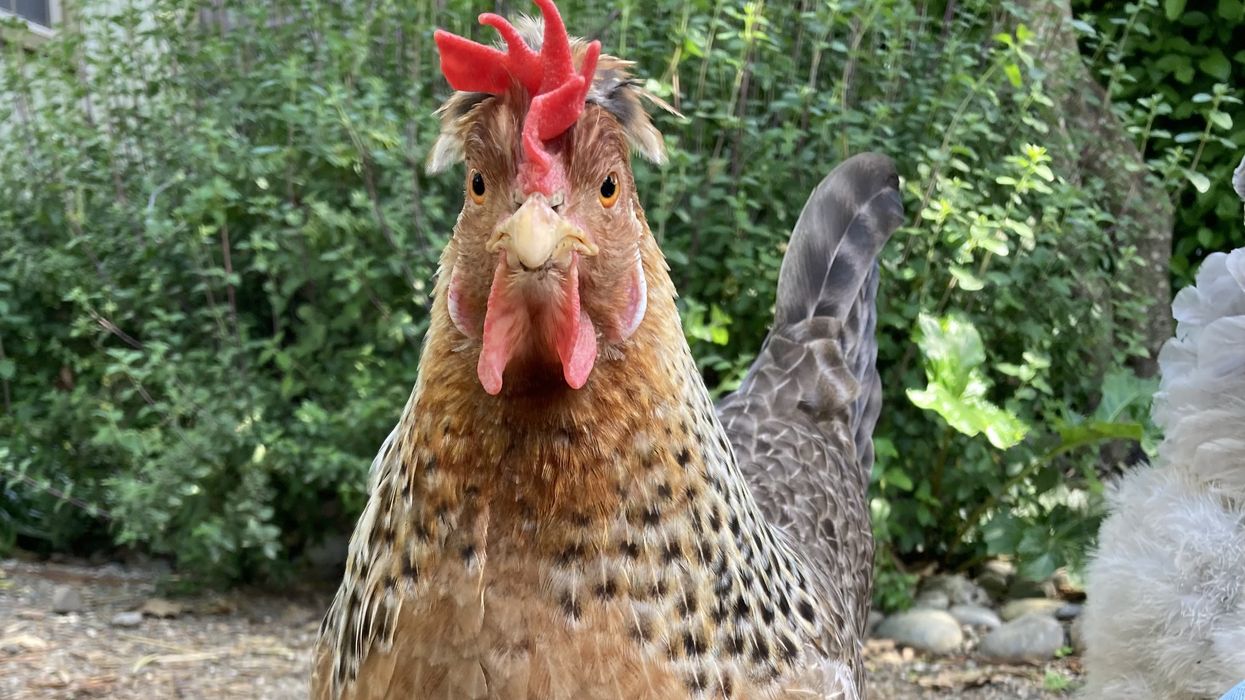 Close up of hen looking a camera.