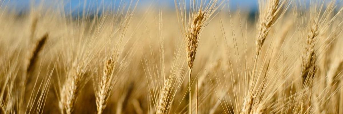 Second Discovery of GMO Wheat Reveals 'Failed Policy' That Threatens Farmers: Watchdog