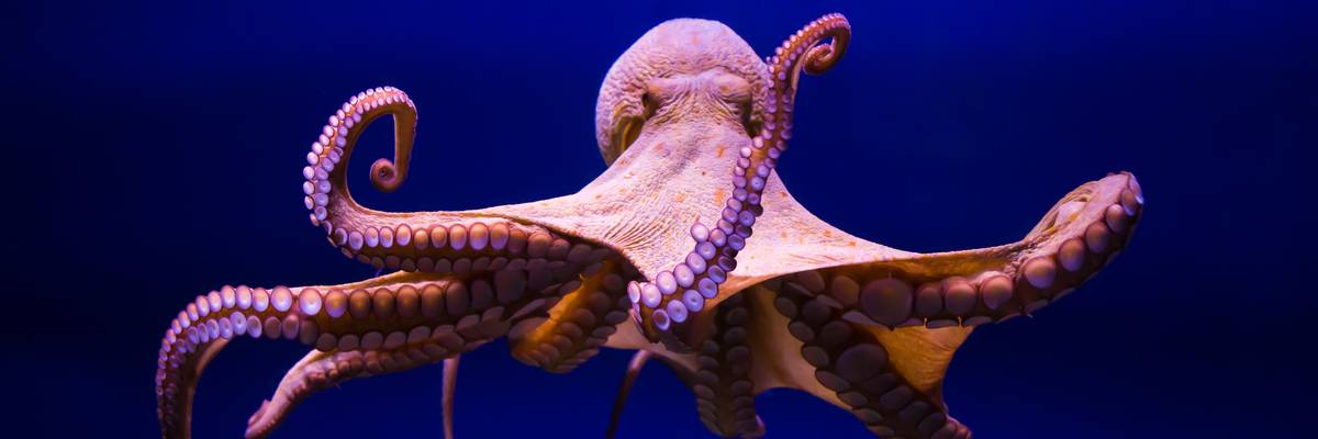 common octopus