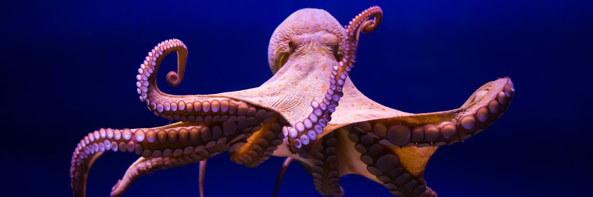 common octopus