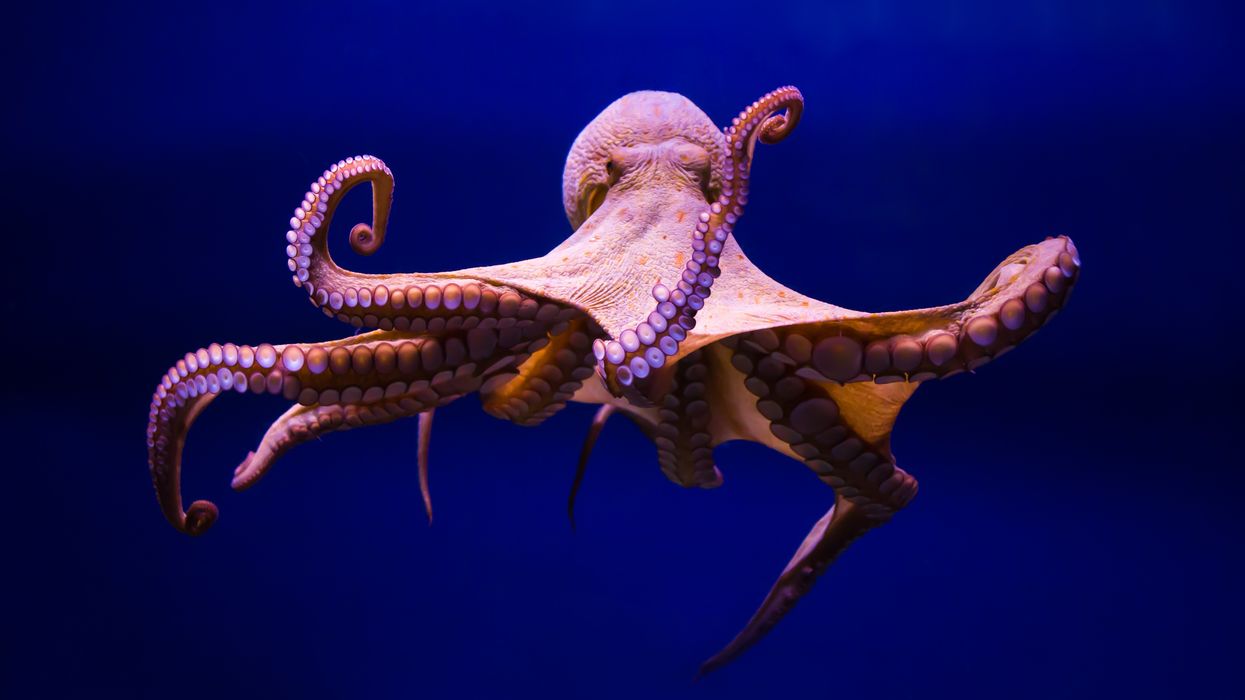 common octopus