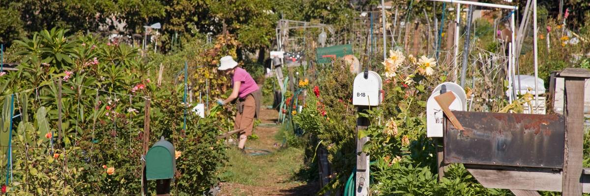 community_garden