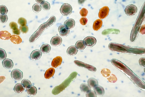 Computer illustration of bacteria of different shapes.