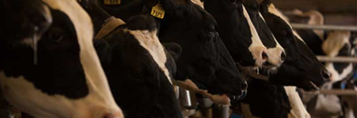 Unfair Trade: US Beef Has a Climate Problem