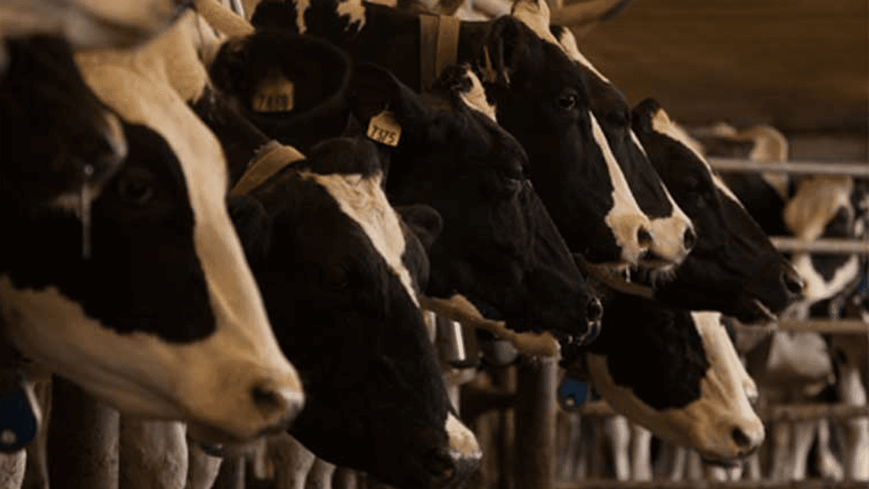 Unfair Trade: US Beef Has a Climate Problem