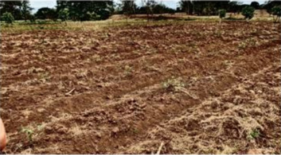 Conventional cassava field during a drought