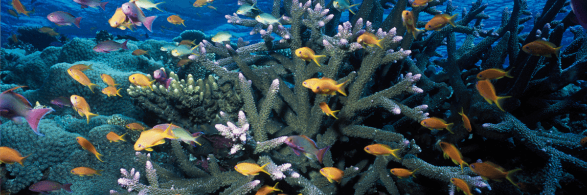Climate Crisis the 'Single Greatest Challenge' to Great Barrier Reef as Marine Treasure Suffers New Mass Bleaching Event