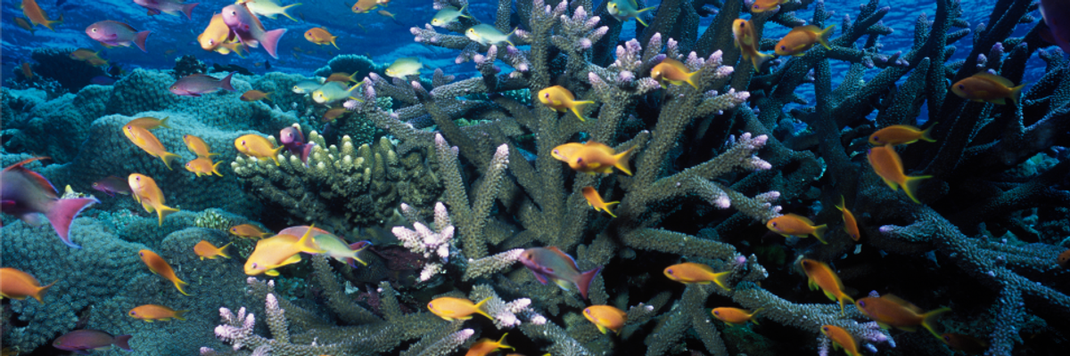 Climate Crisis the 'Single Greatest Challenge' to Great Barrier Reef as Marine Treasure Suffers New Mass Bleaching Event