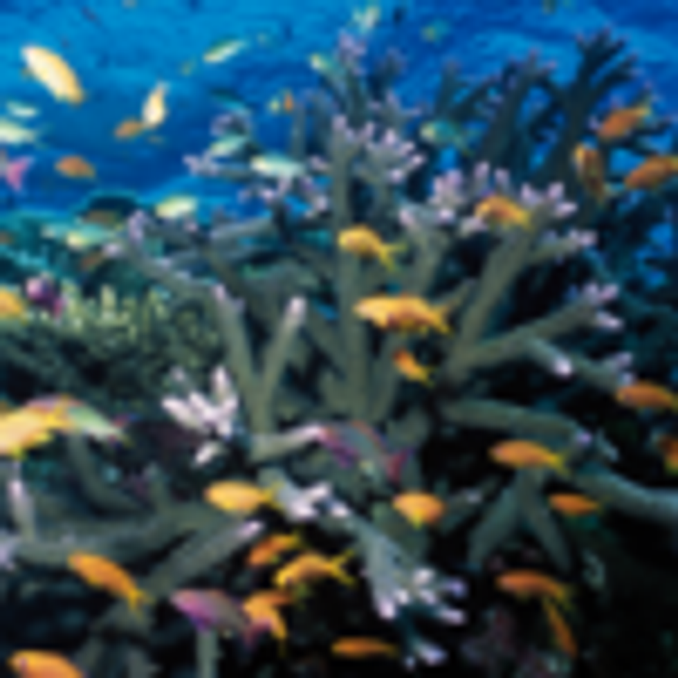 Coral and fish community in the Great Barrier Reef,