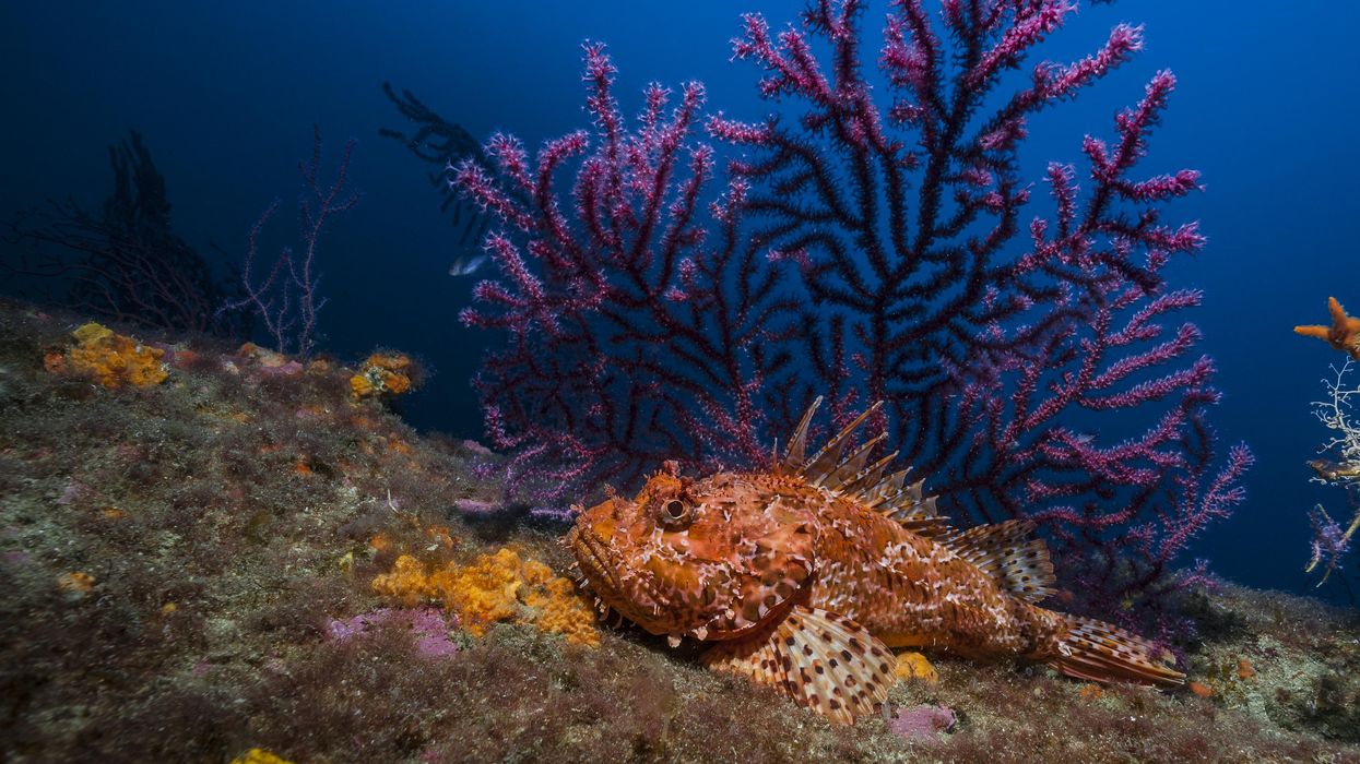 coral_mditerranean