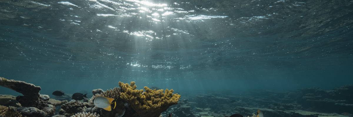 Coral reef around Taravai Island