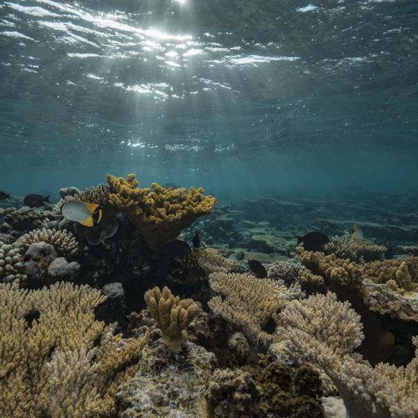 Coral reef around Taravai Island