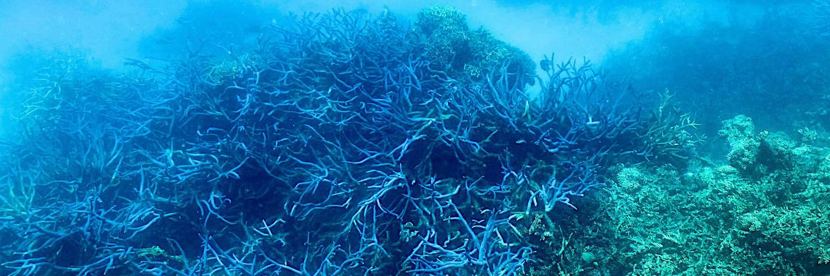 Coral reef