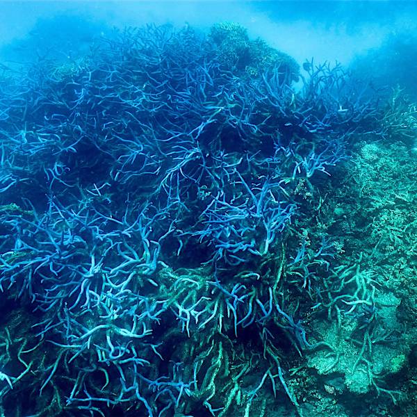 Coral reef