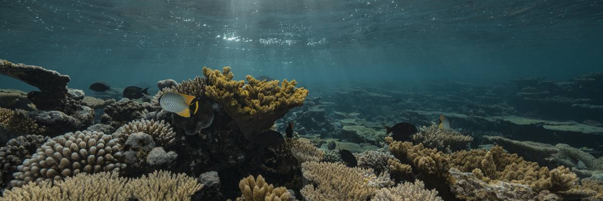Coral_reefs