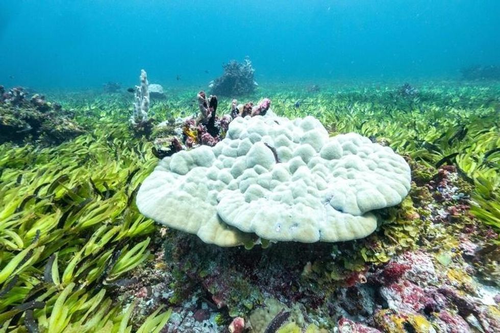 Corals are in a seagrass meadow on the Saya de Malha bank. (Photo: Tommy Trenchard/Greenpeace)