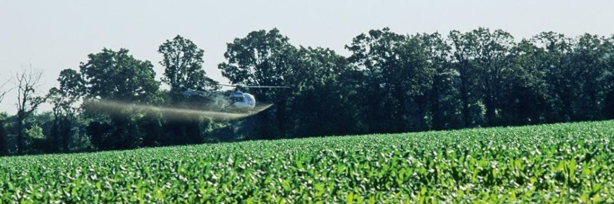 Corn field sprayed with chemicals