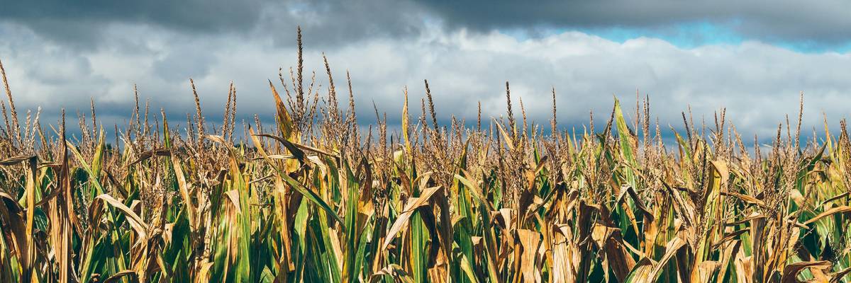 cornfield