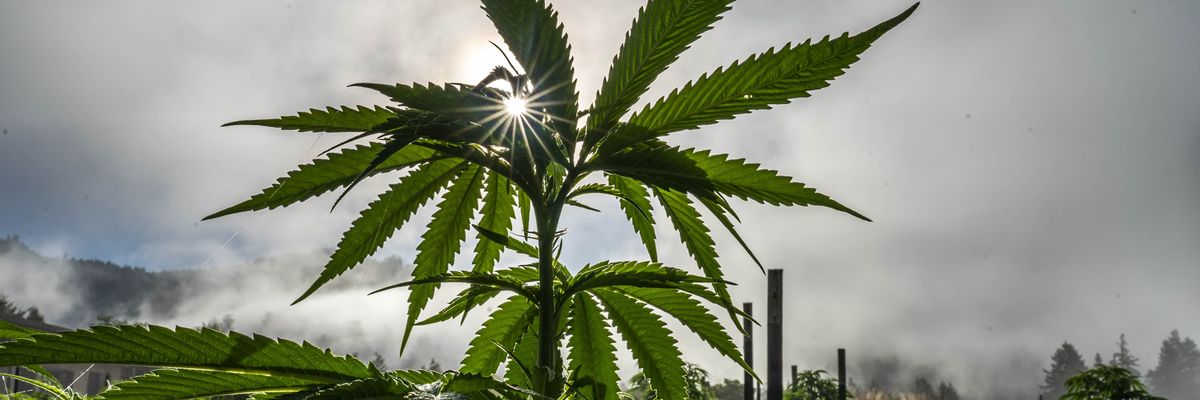 Coronavirus Pandemic 2022 - Cannabis California