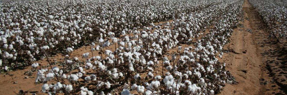 Bowing to Monsanto, USDA Approves New GMO Soy and Cotton Crops