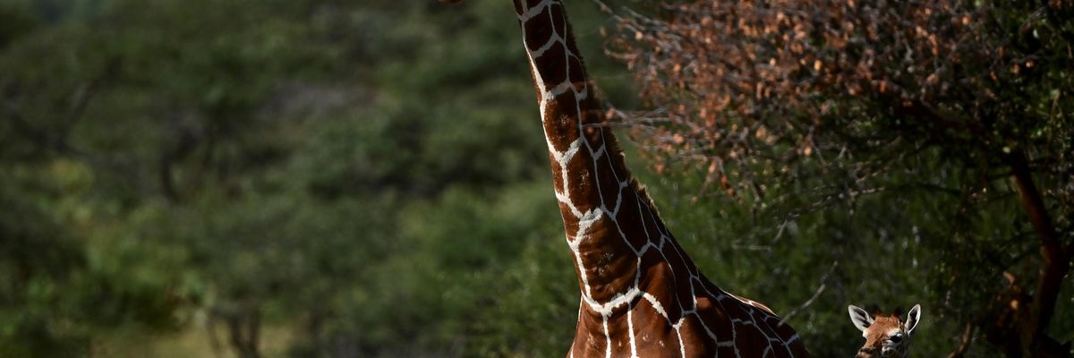 Trade in Giraffe Products to be Regulated